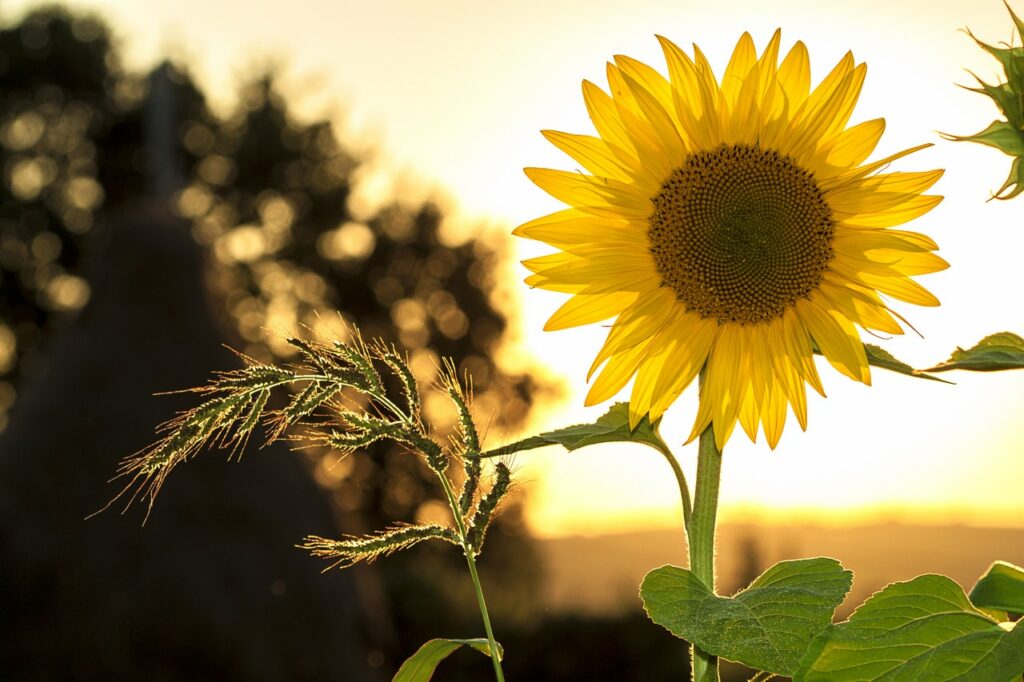 Bild Sonnenblume in der Sonne gegen Frühjahrsmüdigkeit und für gute Laune
