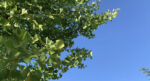 Ginkgo Biloba vor einem blauen Himmel. Er ist der Baum des Lebens. Starke Wirkung für Psyche, Gesundheit und Haut