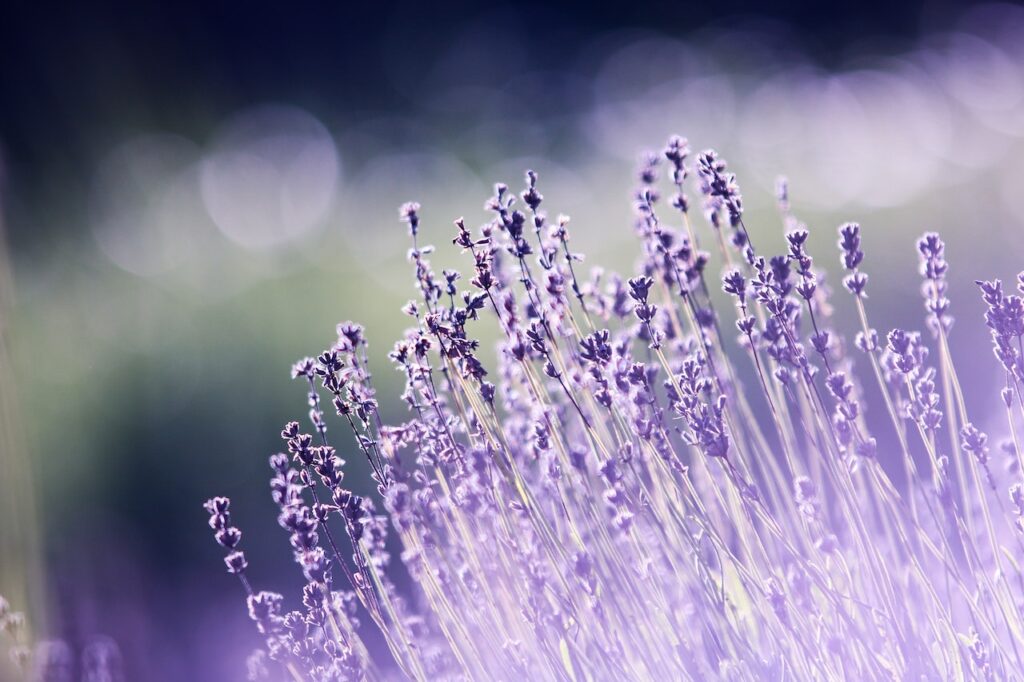 Lavendel als pflanzliche Hilfe im Klimakterium