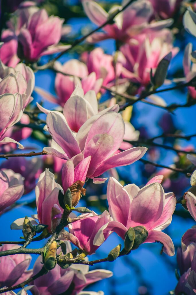 Magnolienbaum mit wunderschönen Blüten. Ein magnolien Extrakt wird als Antioxidans in der Kosmetik
