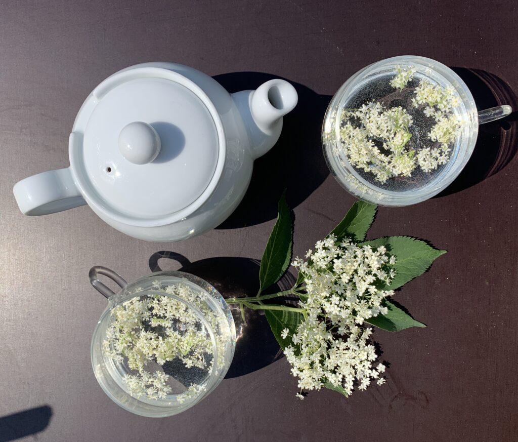 Auf dem Bild sind die Zutaten für einen Holunderblüten Tee. Eine Teekanne, zwei Teetassen , Wasser und frische Holunderblüten. Die Zubereitung eines Holunderblüten Tees gelingt damit sehr einfach