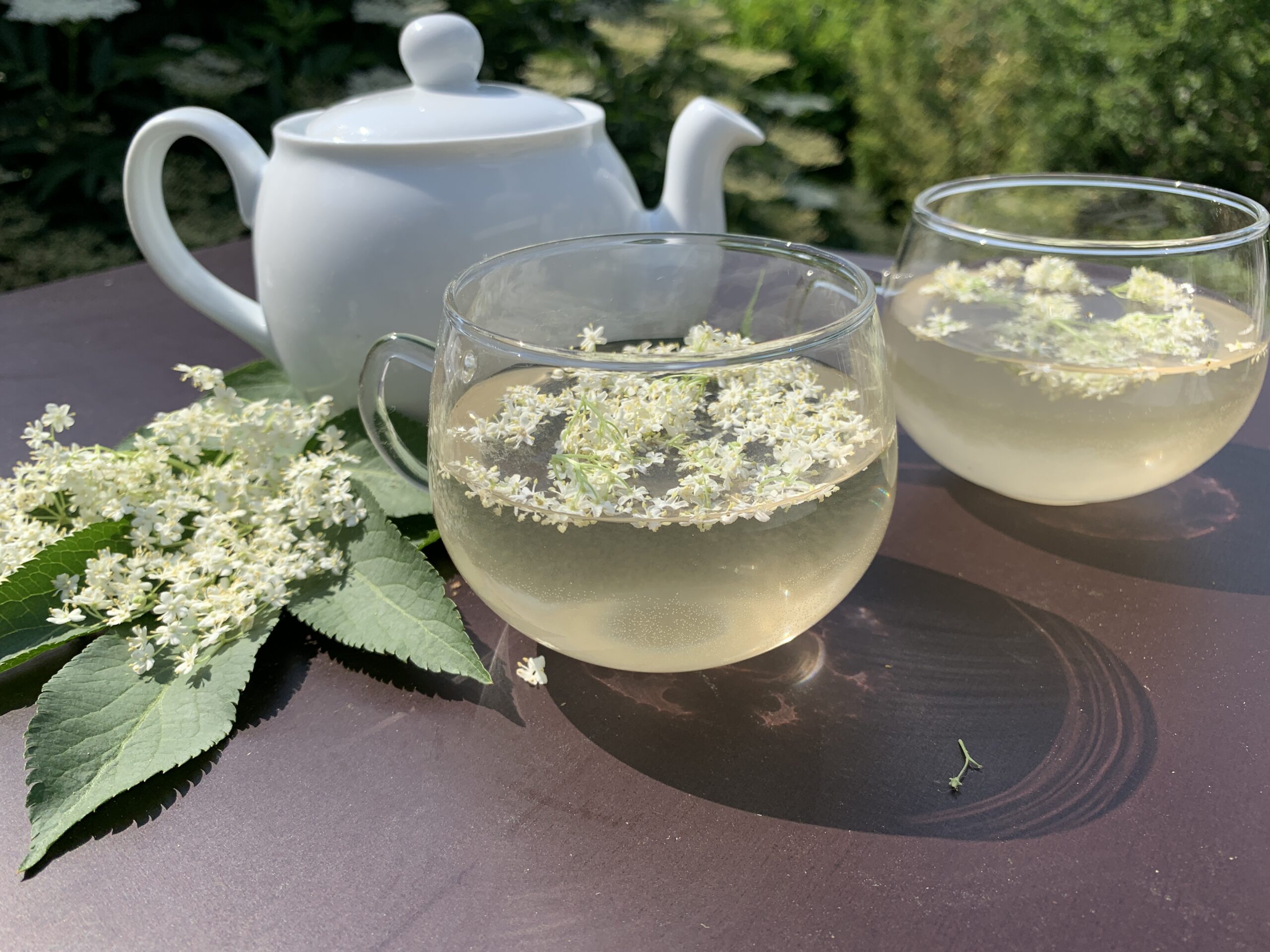 Auf einem Gartentisch stehen zwei Teetassen und eine Teekanne mit Holunderblüten Tee. Ebenfalls liegen frische Holunderblüten auf dem Tisch. Es ist Juni. Die beste Zeit, um frische Holunderblüten zu sammeln, um daraus einen Holunderblütentee selber zu machen. Leckere Gesundheit für das ganze Jahr.