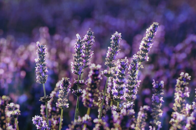 Lavendel mit blühenden Lavendelblüten im Sommer. Der Lavendel hat eine erstaunliche Wirkung auf unsere Haut und Psyche. Er wirkt beruhigend, regenerierend und entspannend. Ideal geeignet in der Kosmetik und Hautpflege