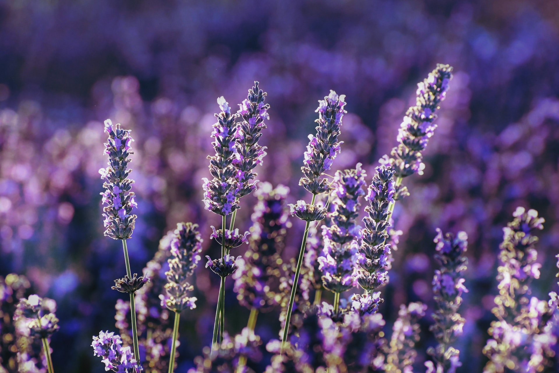 Lavendel mit blühenden Lavendelblüten im Sommer. Der Lavendel hat eine erstaunliche Wirkung auf unsere Haut und Psyche. Er wirkt beruhigend, regenerierend und entspannend. Ideal geeignet in der Kosmetik und Hautpflege